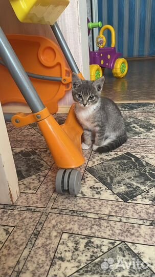 Отдам котенка в добрые руки