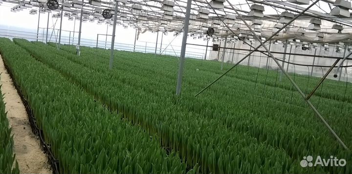 Тюльпаны срезка оптом от производителя