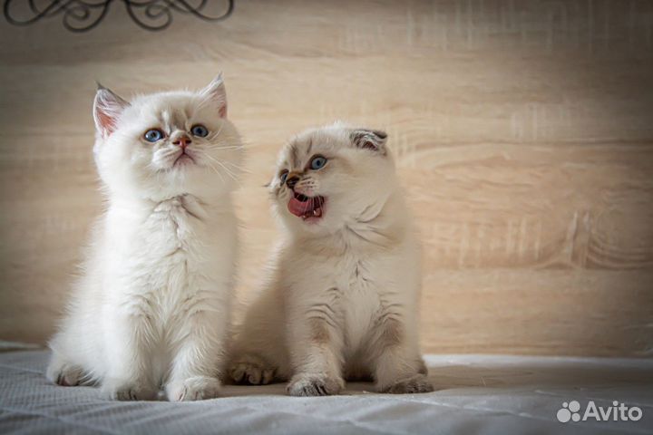 Шотландские колорные котята