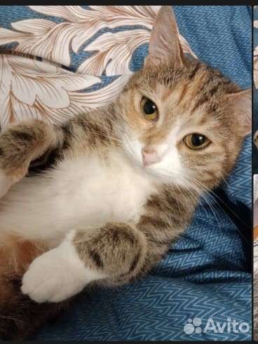 Потеряла кошку