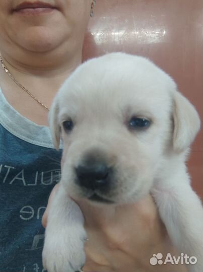 Щенки лабрадора