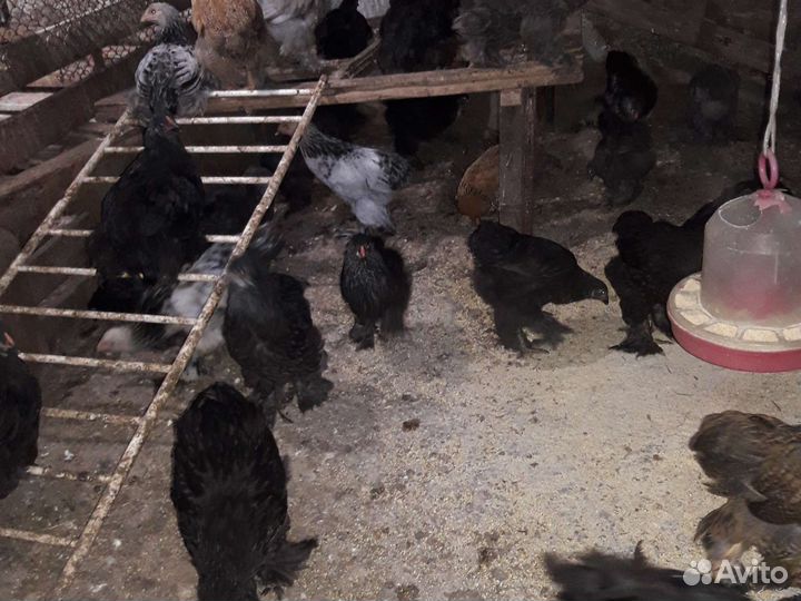 Цыплята Брама