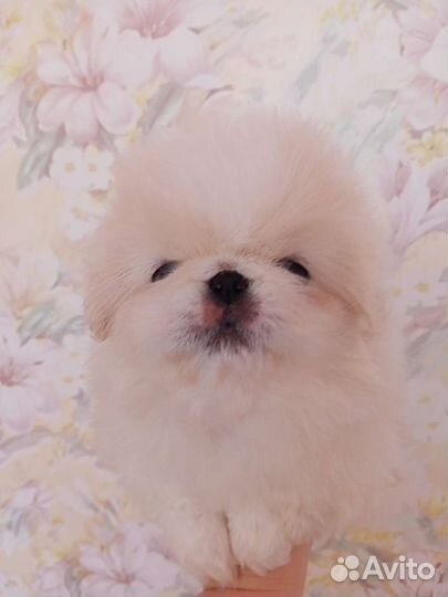 Щенки пекинеса