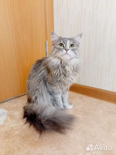 Очень красивая кошка