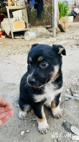 Щенок полукровка