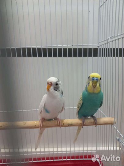 Волнистый попугай пара с клеткой