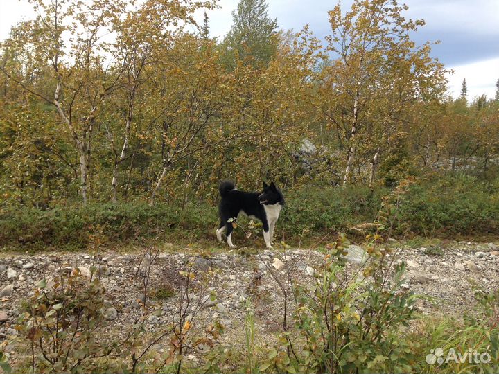 Русско европейская лайка