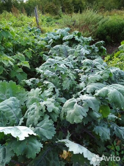 Капуста кале (кейл)