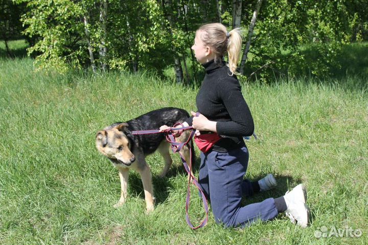 Трой пес из приюта, спаси его