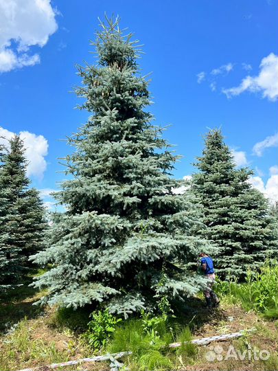 Туи брабант, смарагд, Елки экстра