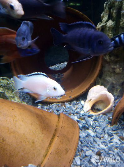 Цихлиды, Аквариумные растения, декорации, грунт