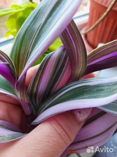 Традесканция нанук (настоящая,не альба)