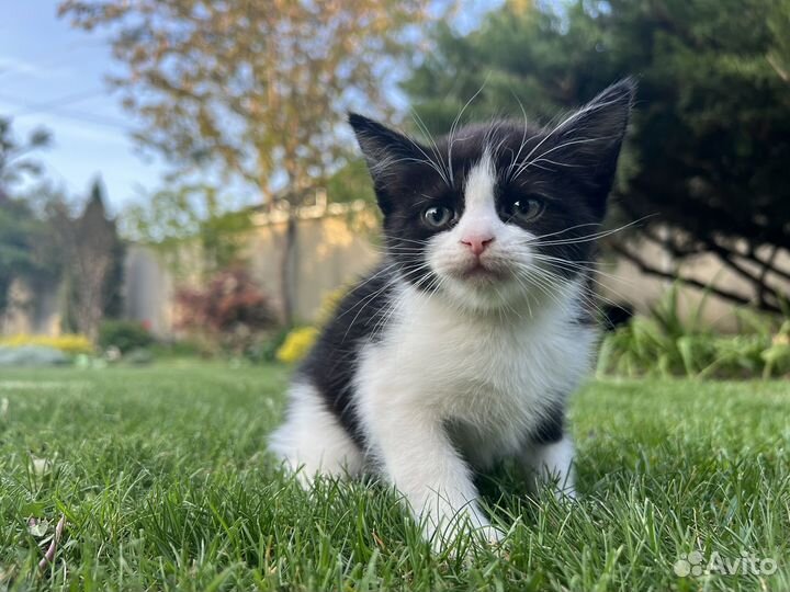 Котята в дар