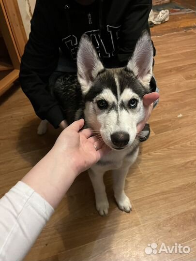 Сибирский хаски