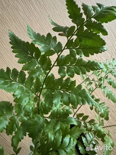 Папоротник