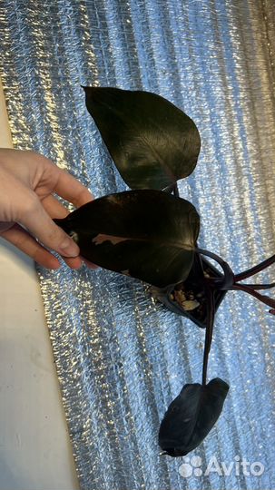 Филодендрон Пинк Принцес