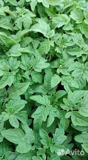 Рассада помидор, перца, капусты, базилика