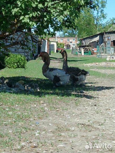 Холмогорские гусаки