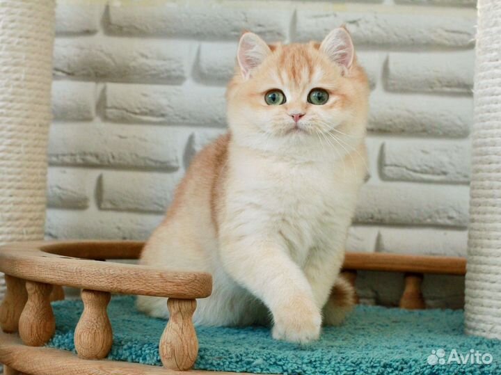 Британская кошка