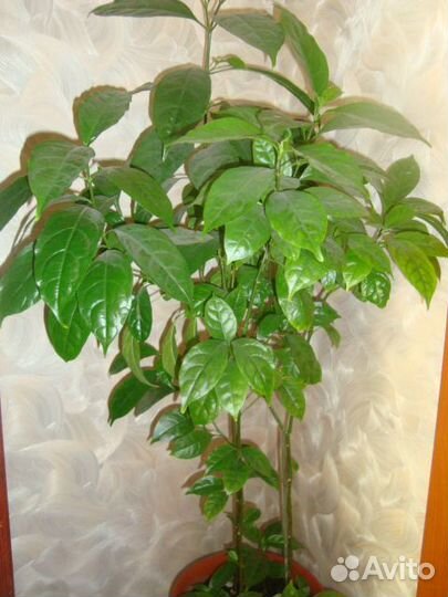 Эспиция, Уайтфельдия, Колерия и Кроссандра