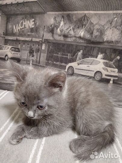Котята отдам даром