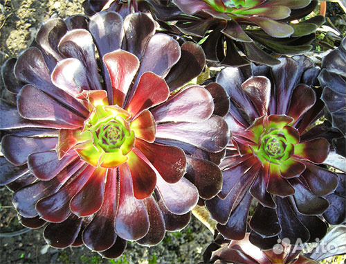 Эониум Древовидный