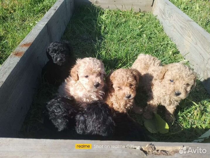 Той-пудель мальчики