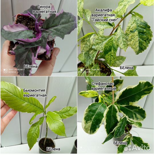 Красивоцветущие