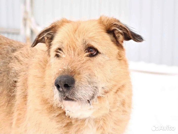 Брендон. Песочный добрый терьерчик. Ищет дом