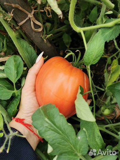 Помидоры томаты домашние