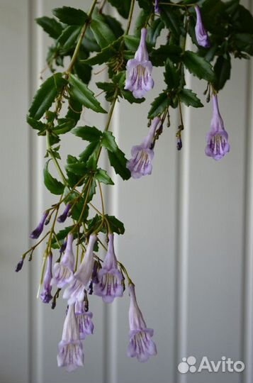 Скальный эсхинантус(Aeschynanthus Rupestries)