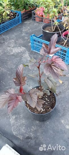 Пузыреплодник