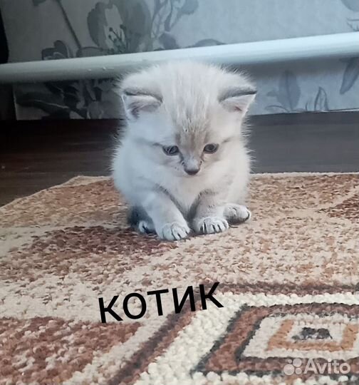 Отдам в добрые руки котят