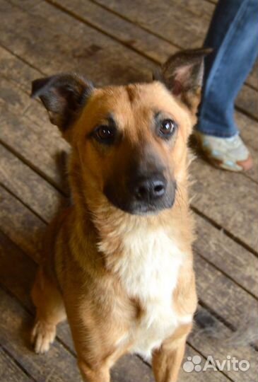 Отдам рыжего Морса в добрые руки