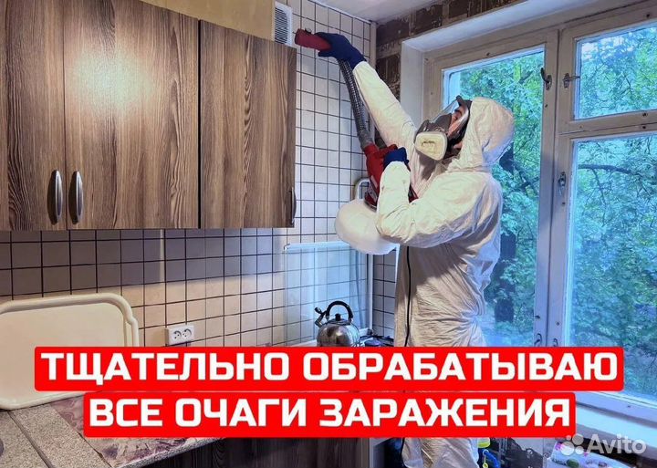 Травить тараканов. Уничтожение клопов. Дезинфекция