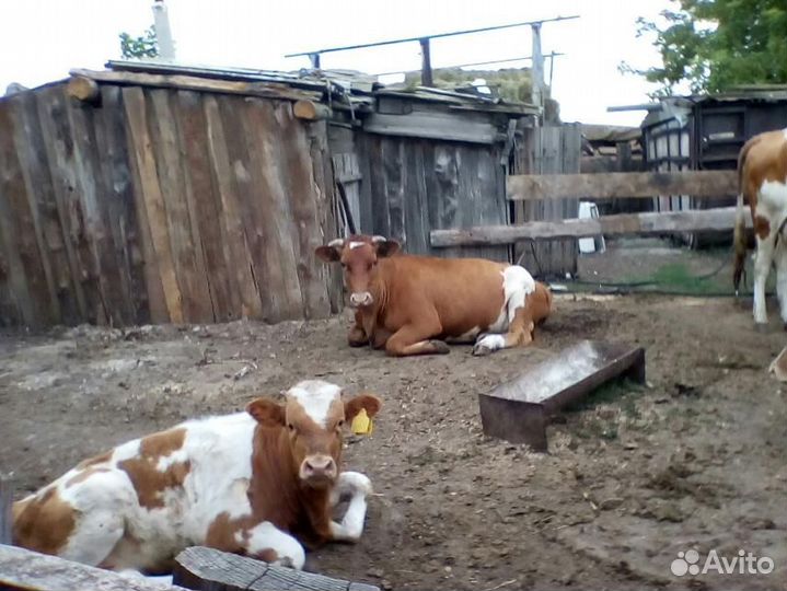 Продажа Коров, телят на подсосе, годовалых бычков