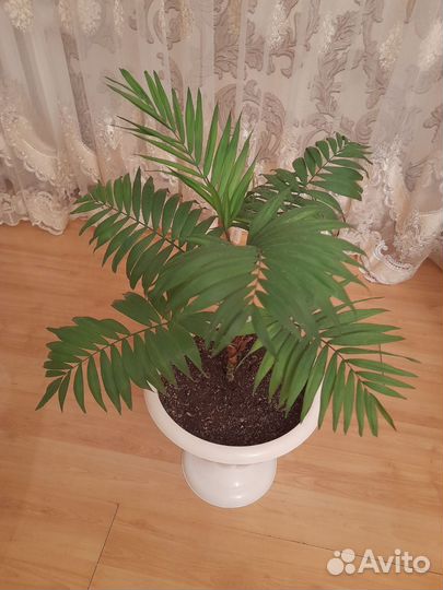 Пальма комнатное растение