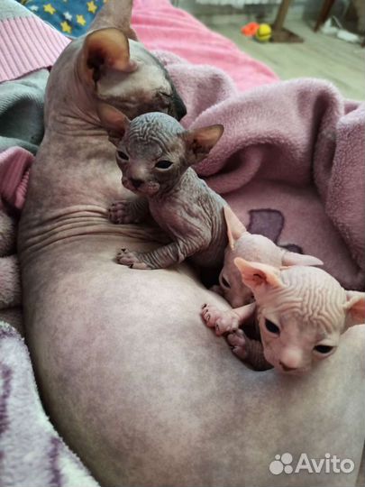 Донской сфинкс вязка