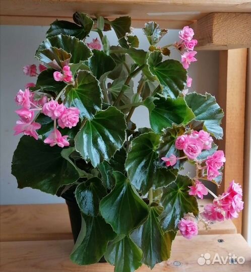 Бегония вечноцветущая