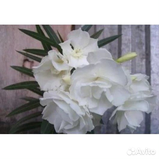 Олеандры разные