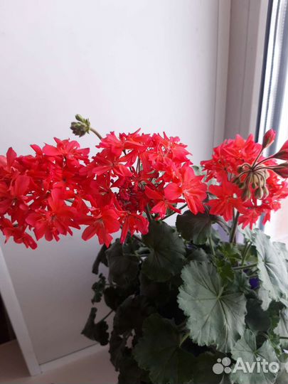 Герань пеларгония