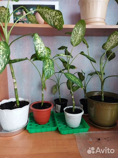 Продать диффенбахию