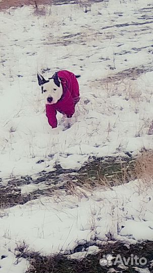 Вязка собак Пидбуля