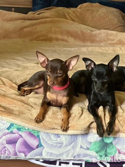 Той-терьер щенки