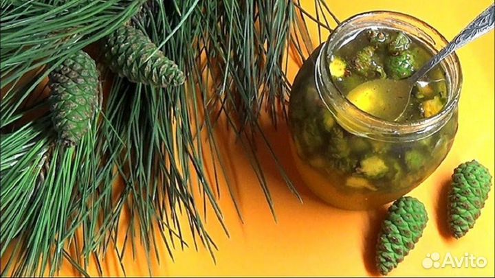 Настой ка из сосновых шишек