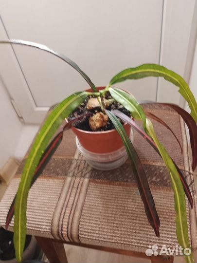 Продам цветы