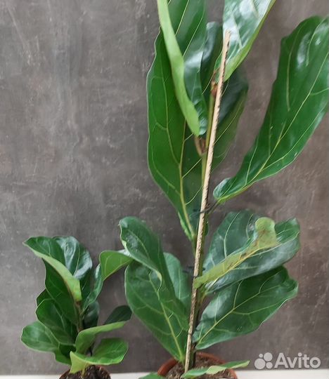 Монстера Лирата Алоказия Пеперомия Сингониум