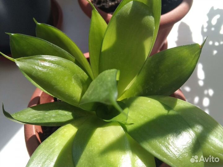 Кактусы и суккуленты