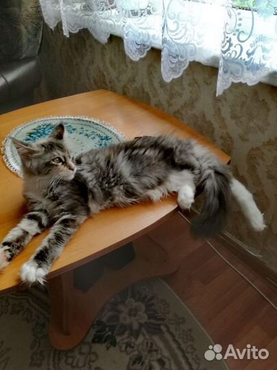 Котята мейн-кун