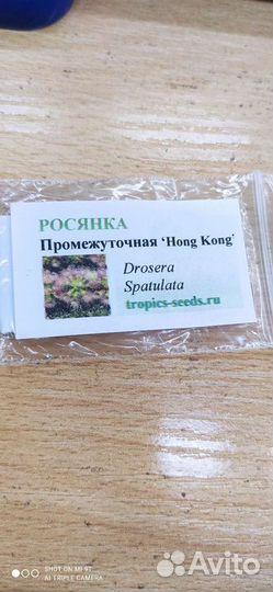 Росянка промежуточная семена